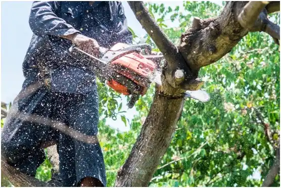 tree services Rivesville